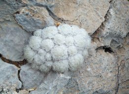 GeoCactus