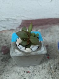 Daily Cactus