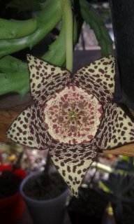 Litaosita