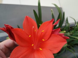 patatuelo