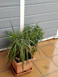 Santiconejo