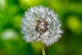 Girasol2020