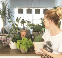 plantandrea