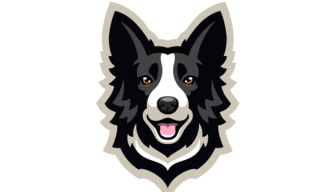 alexbordercollie