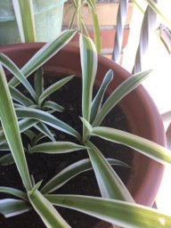 lidianatura
