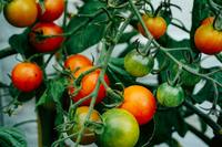 jardinerit0