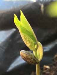 Lady Mariquita