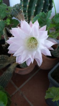 Lilium5