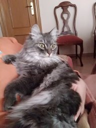 Pili93