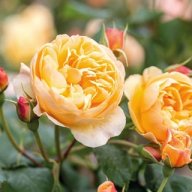 RosaHortensia