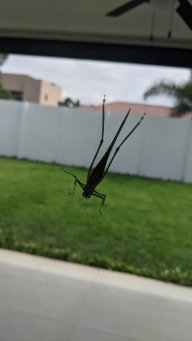 andufo