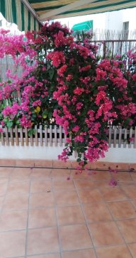 mariplantitas