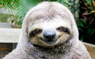 sloth1