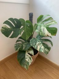 Plantarina Bcn