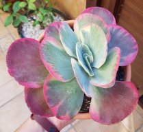 Carlos Cactusero