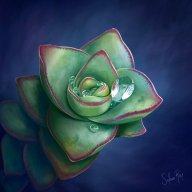 Solrey