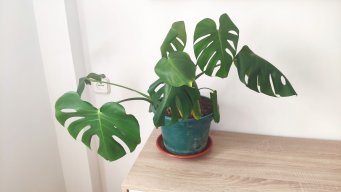 tinatinez