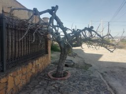 martinjaque