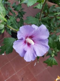 hibiscus.blue