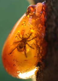 Cristal_Amarillo