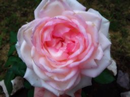 FlorNocturna