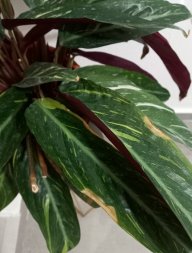 AmiraN