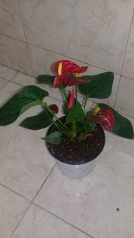SVGA