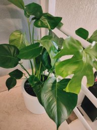 EmmaSol