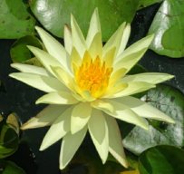 Flor Novata
