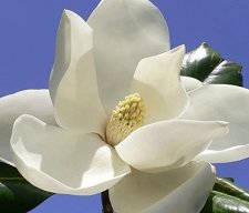 LaMagnaMagnolia