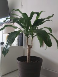 Rinconcito verde