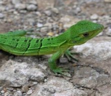 Ladyverde