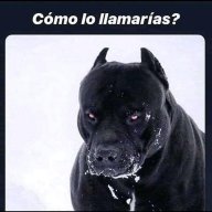 gabinela