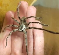 Unknown Christmas Cpider