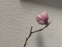 Magnoliacaduca