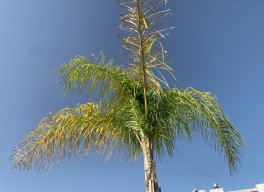 carolimare