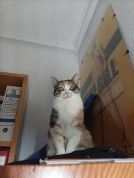 Borpalsie