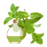 Menta