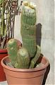 Pasion por los Cactus