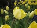 Flower Power