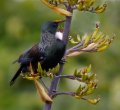 NZ_Flax