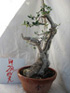 afibonsai