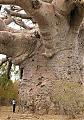 ANTONAE_BAOBAB@HOTMAIL.CO