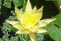 yaninagt