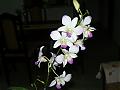 Reina_Orquidea