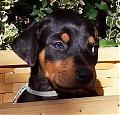Nabila