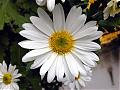 Marguerit