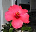Hibiscos