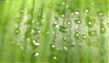 asplenium