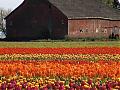 Tulipan-2